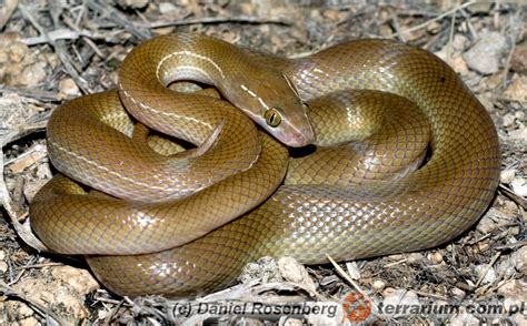 屋蛇|非洲家蛇( Lamprophis fuliginosus)